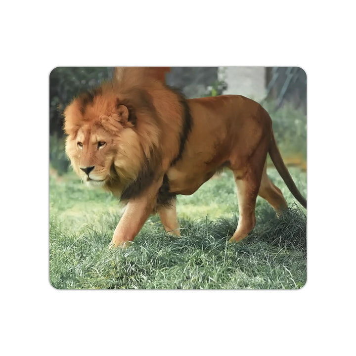 بطاقات الحيوانات المتنوعة - Hekaya Bookstore - رؤية للنشر والتوزيع - Hekaya Bookstore - بطاقات الحيوانات المتنوعة - 