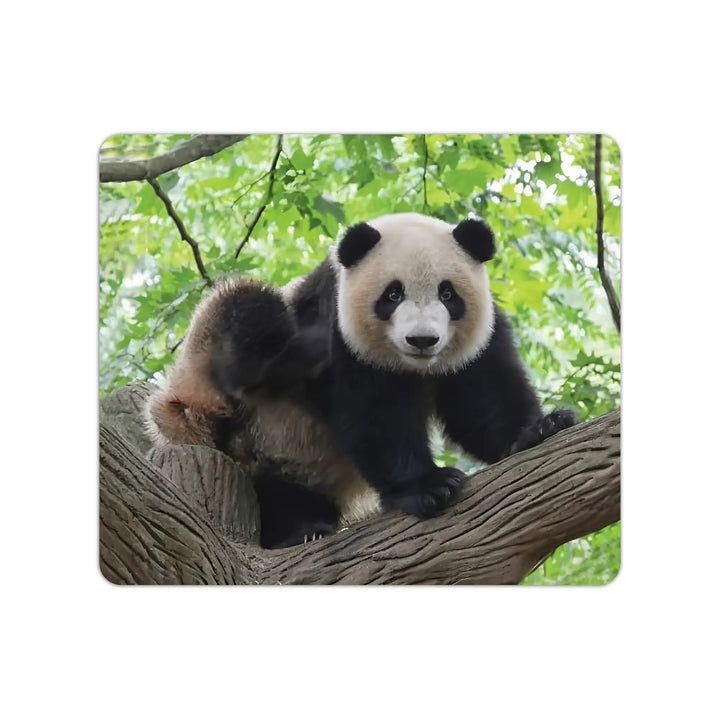 بطاقات الحيوانات المتنوعة - Hekaya Bookstore - رؤية للنشر والتوزيع - Hekaya Bookstore - بطاقات الحيوانات المتنوعة - 